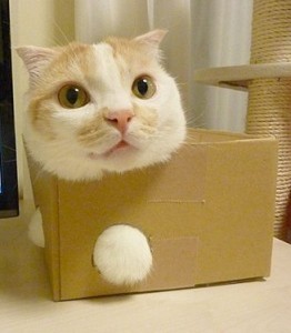 Verisk working to refine traditional cat-in-a-box structure