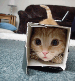 Cat-in-a-box