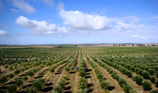 Spanish olive growers get parametric weather cover with Meteo Protect