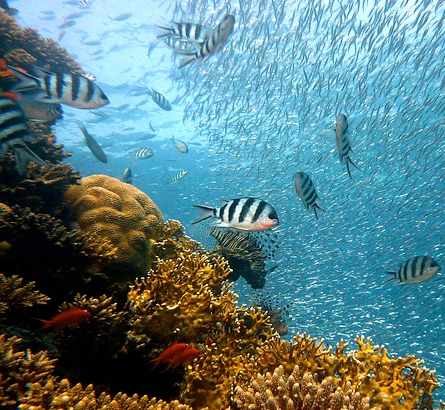 Coral reef image