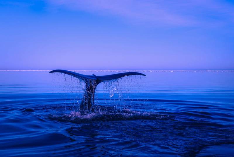 ILS “particularly suitable for reducing tail risks” for investors: BAI