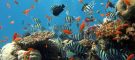 coral-reef-parametric-insurance