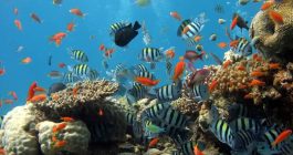 coral-reef-parametric-insurance